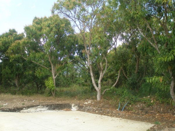 P2033188